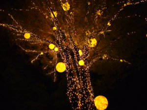 埼玉県・滑川町にある森林公園のイベントがすごい！　光と森のコントラスト